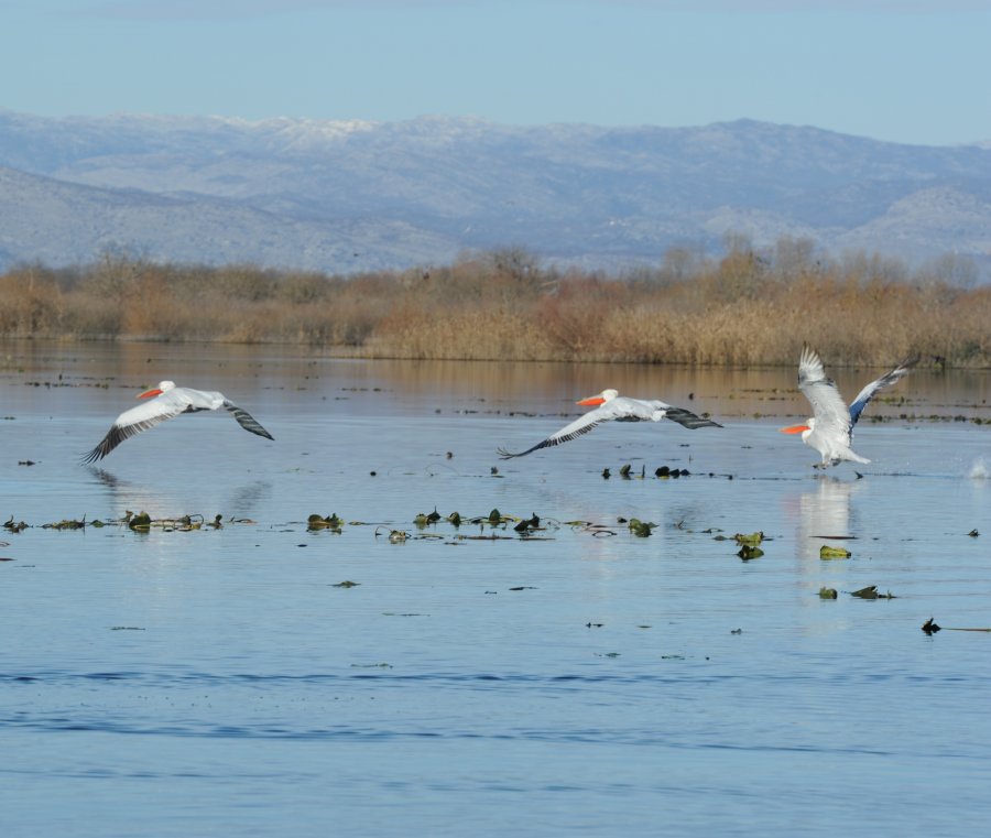 Пеликаны на Скадарском озере
